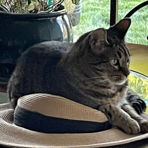 Meet your Posher, Rae - Picture 1 of 1